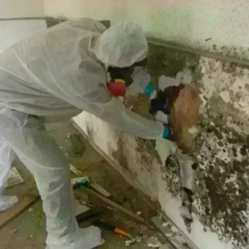 Mold Remediation and Removal in Ashland, CA